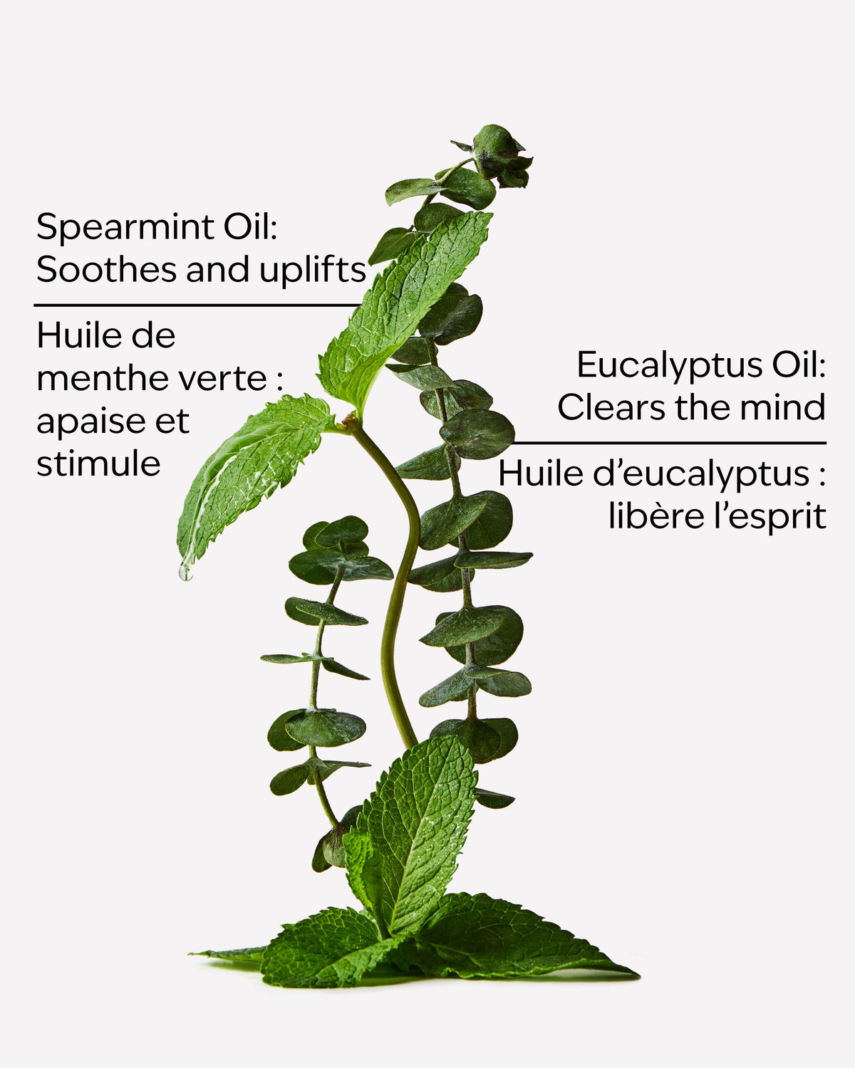Eucalyptus Spearmint Gift Set image 3