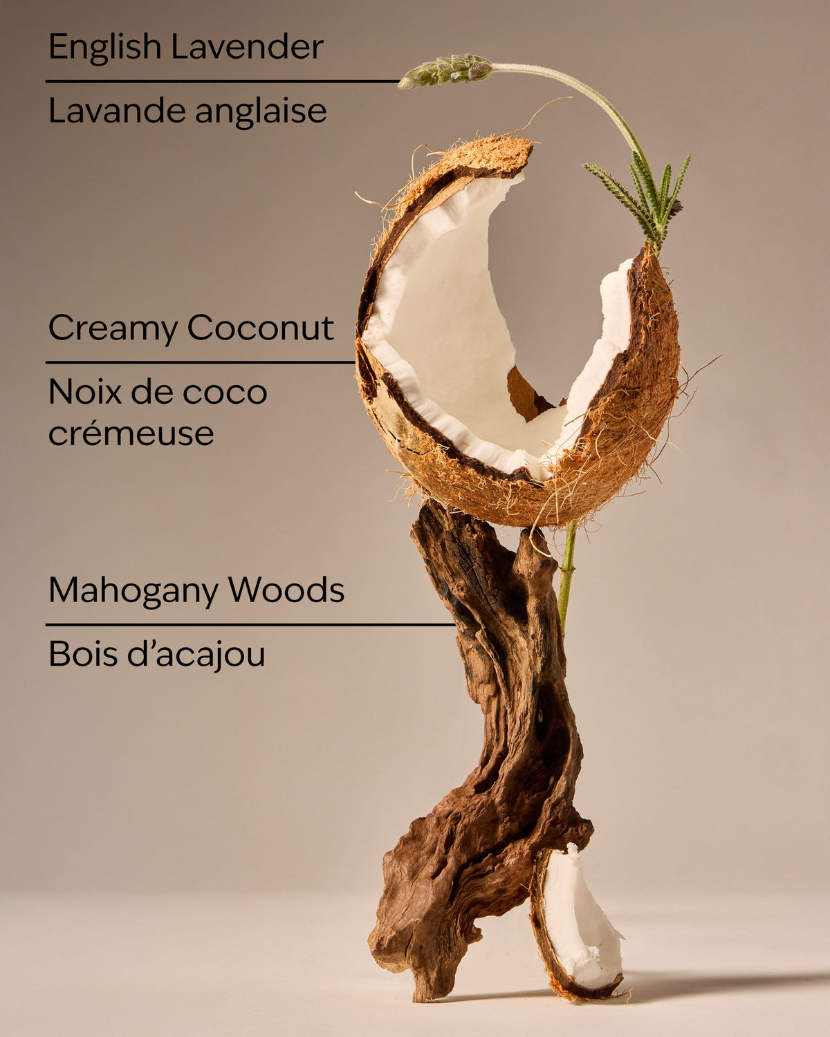 Mahogany Coconut Wallflowers Fragrance Refill image 3