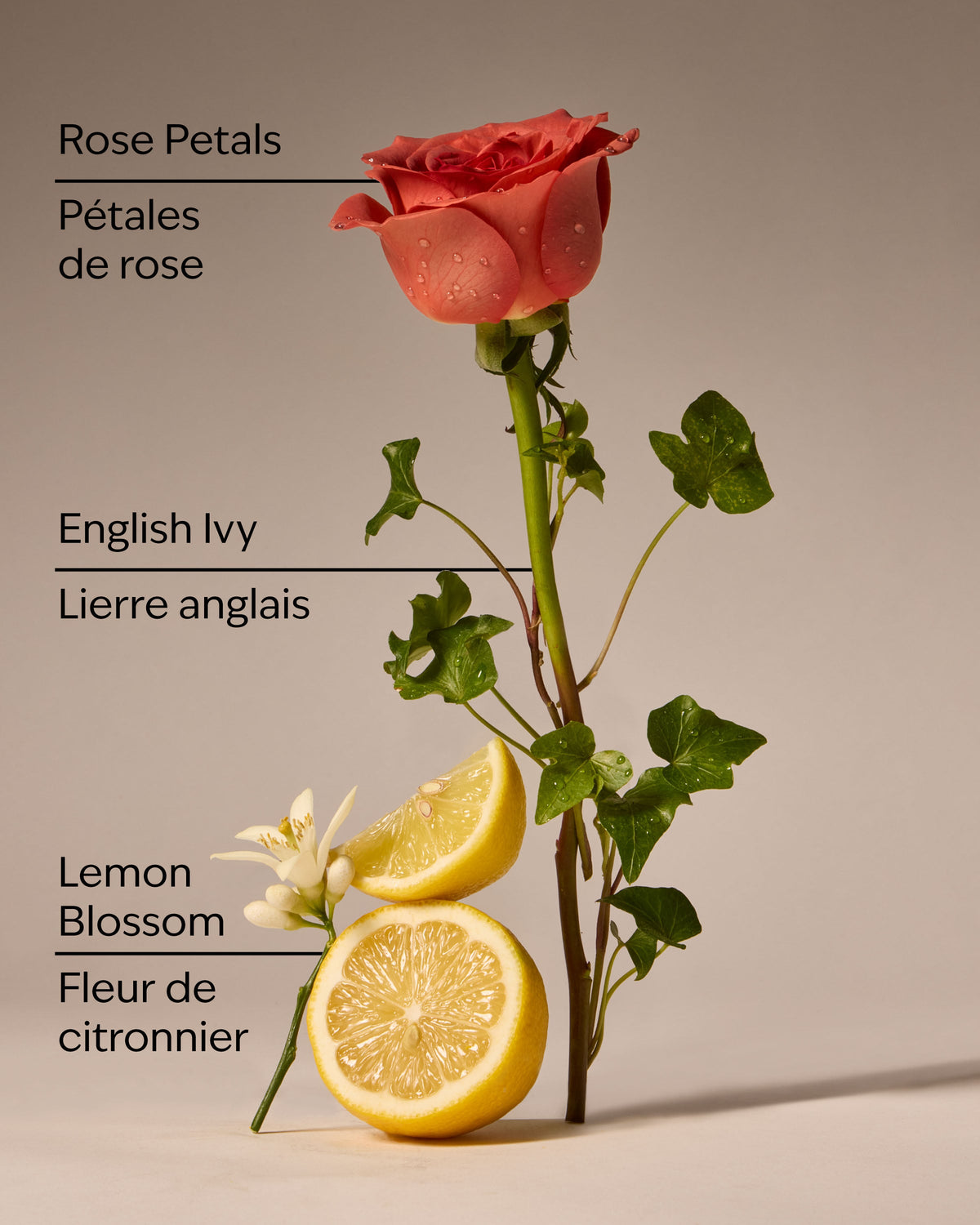 Rose Water & Ivy Moisturizing PocketBac Hand Sanitizer image 3