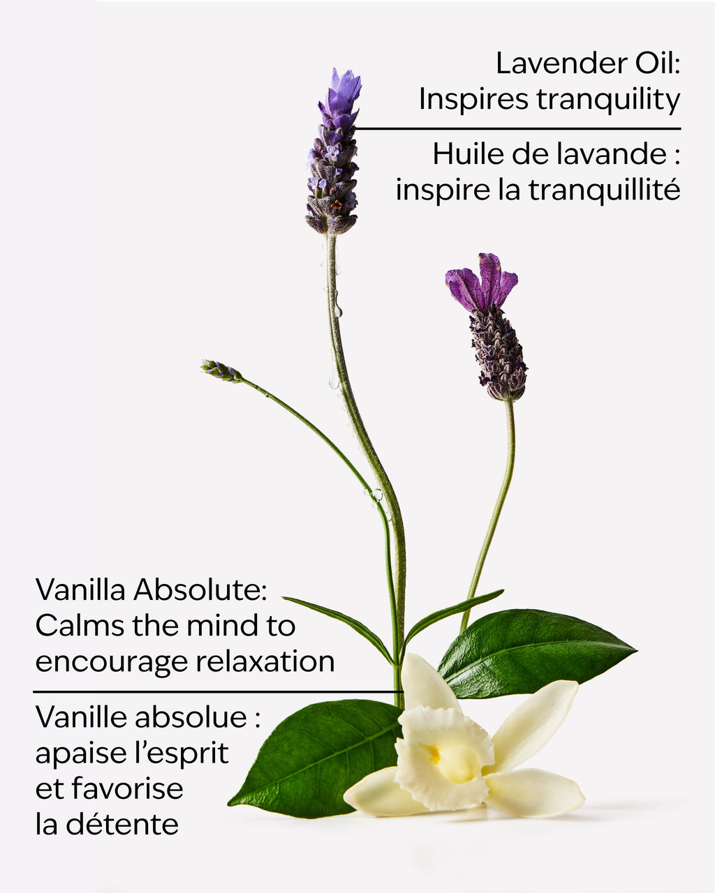 Lavender Vanilla Moisturizing Body Wash image 3