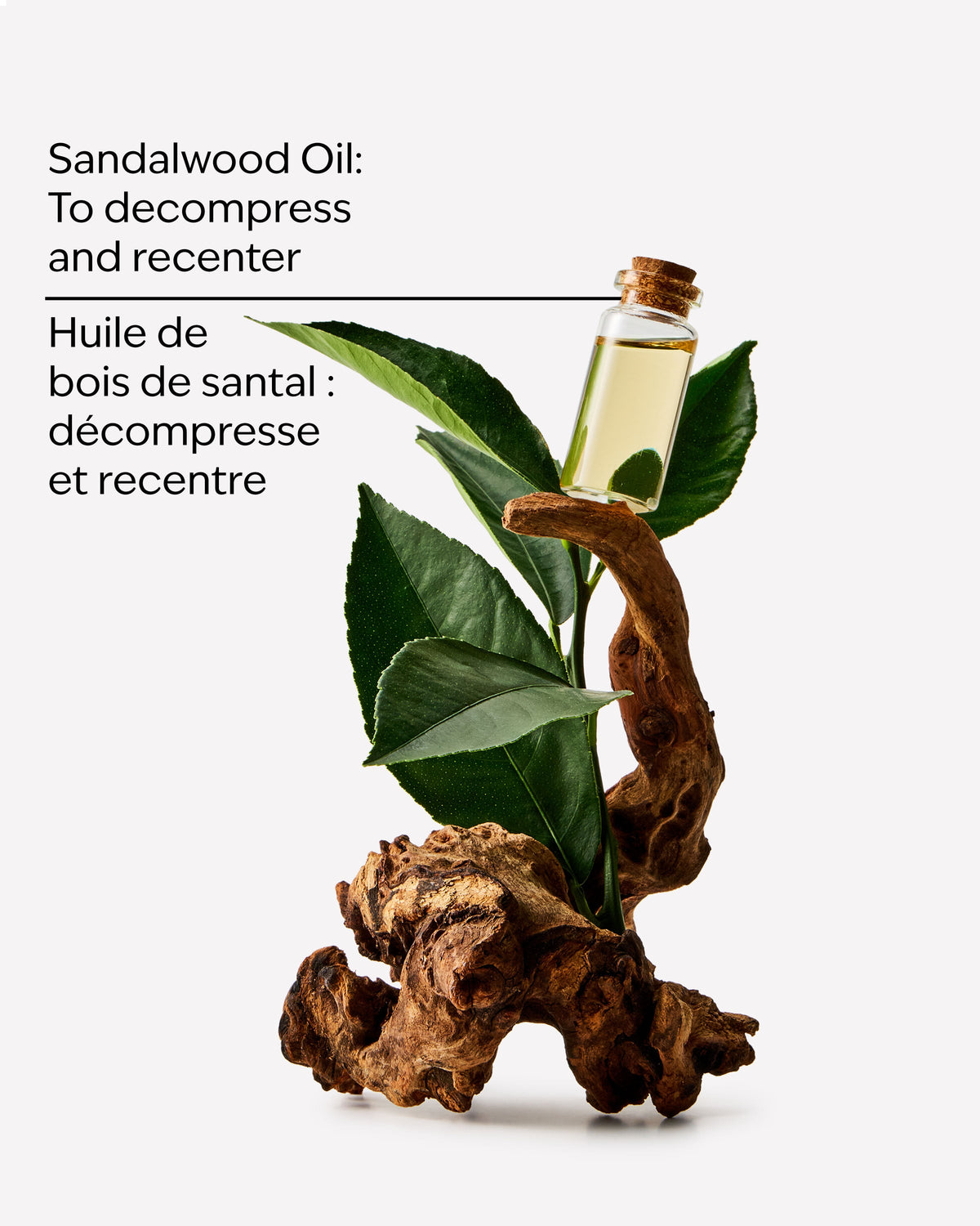 Sandalwood Moisturizing Body Lotion image 3
