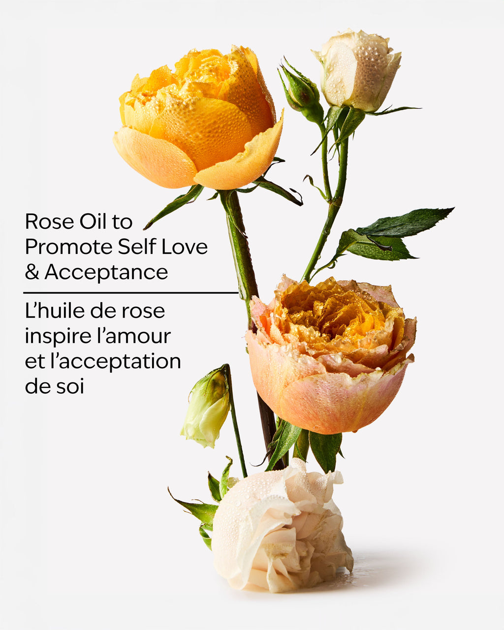 Heirloom Rose Moisturizing Body Lotion image 3