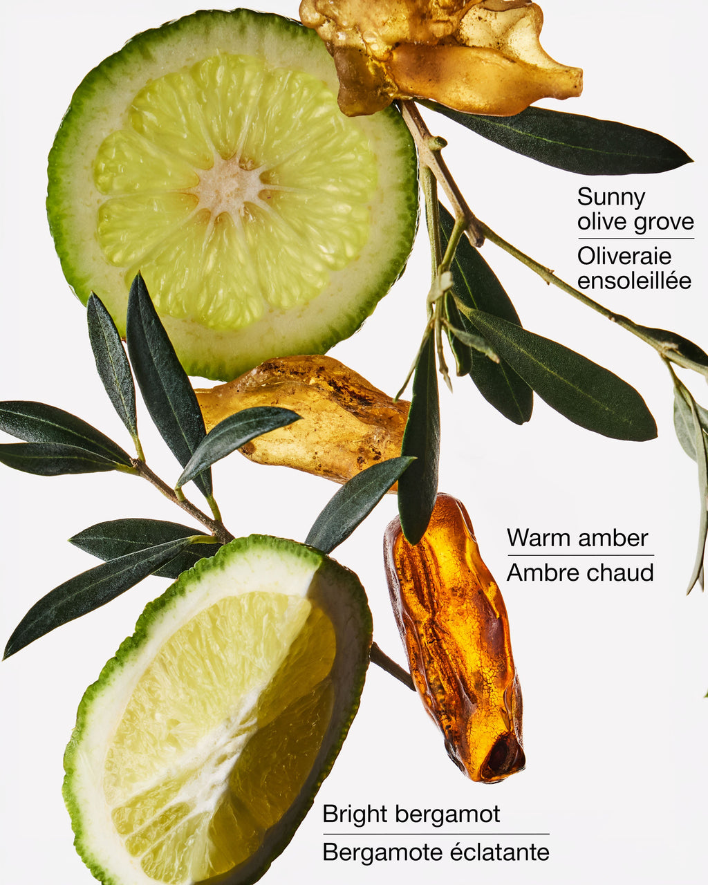 Olive Leaf & Bergamot Wallflowers Fragrance Refill image 2